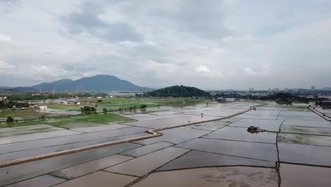 Tanjung-Putus-überflutete-Am-Abend-Eine-Reisfeldfarm.